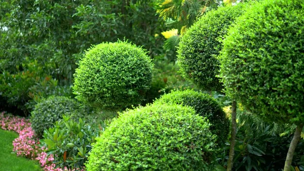 Trees with green foliage in beautiful rounded shapes. with blooming flower beds. — Stock Photo, Image