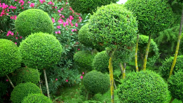 Trees with green foliage in beautiful rounded shapes. with blooming flower beds. — Stock Photo, Image