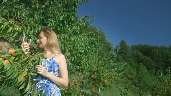 Ein glückliches blondes Mädchen pflückt einen frischen Pfirsich von einem Pfirsichbaum im Garten und schnuppert ihn. — Stockfoto
