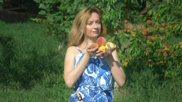 Seorang wanita memegang setumpuk buah persik segar di kebun buah persik di tengah pohon buah-buahan. dan menikmati rasa persik. . — Stok Foto
