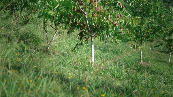 Huerto de melocotones. melocotones jugosos maduros en los árboles de un huerto — Foto de Stock
