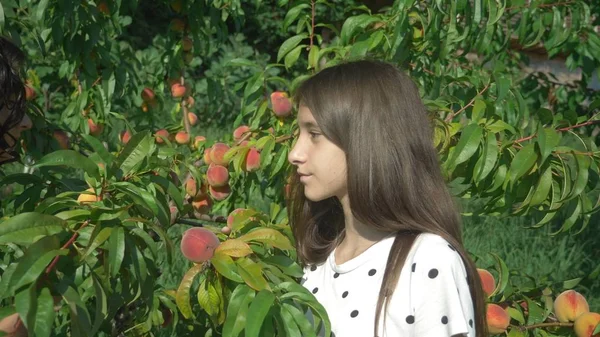 Feliz hermano y hermana disfrutar del aroma de melocotones frescos de un melocotonero en el jardín . — Foto de Stock