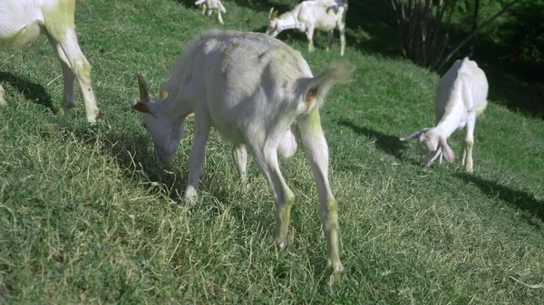 Pequenos golfinhos brancos pastam em um prado verde em um dia ensolarado de verão . — Fotografia de Stock