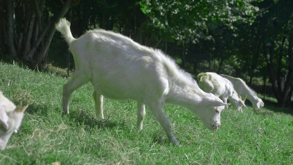 Pequenos golfinhos brancos pastam em um prado verde em um dia ensolarado de verão . — Fotografia de Stock