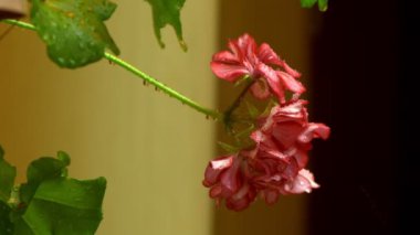 Close. çiçek açan pelargonium parlak kırmızı pembe tomurcukları üzerinde yağmur damlaları. yağmurda sardunya çiçeği.