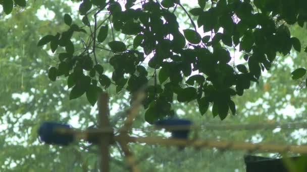 El detalle del árbol en el día lluvioso. Primer plano de un aguacero sobre un fondo de follaje arbóreo . — Vídeos de Stock