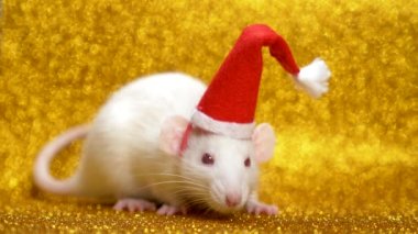altın arka planda Santa Noel kap beyaz sıçan. Close. 2020 sembolü. kopyalama alanı
