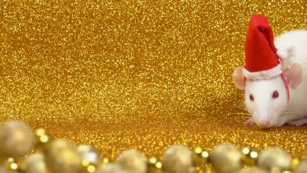Vit råtta i Santa Christmas Cap på guld bakgrund. Närbild. symbol för 2020. Kopiera utrymme — Stockvideo