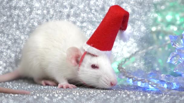 Een witte rat in Santas kerst Cap op een zilveren achtergrond, naast een multi-gekleurde knipperende Garland in de vorm van sneeuwvlokken. Close-up. symbool van 2020. ruimte kopiëren — Stockvideo