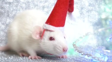 Gümüş bir arka plan üzerinde Santas Noel kap beyaz bir sıçan, kar taneleri şeklinde çok renkli yanıp sönen çelenk yanında. Close. 2020 sembolü. kopyalama alanı