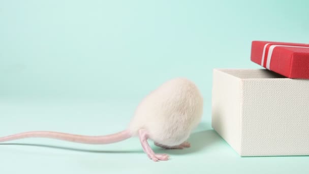 Schattige kleine witte rat in een doos van de gift. op een blauwe achtergrond. Symbool van het jaar 2020, een geschenk aan het kind. — Stockvideo