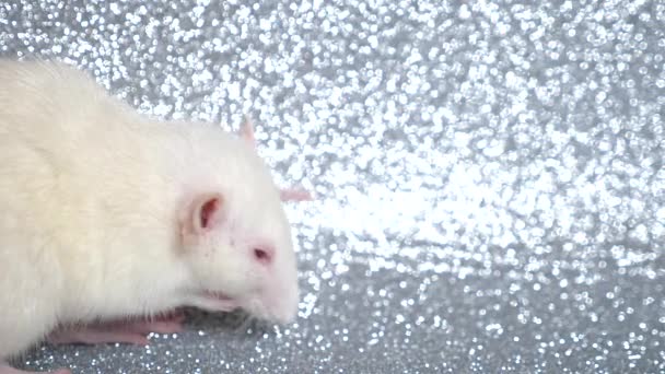 Tikus putih dengan latar belakang perak. close-up. simbol dari 2020. copy spasi — Stok Video