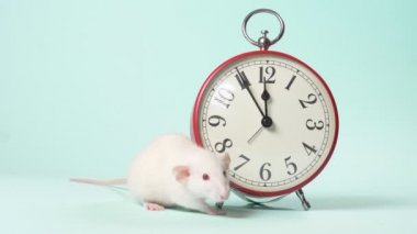 11:55'i gösteren bir çalar saatin yanında sevimli beyaz küçük bir sıçan. Yeni yıldan beş dakika önce. mavi arka plan, kopyalama alanı