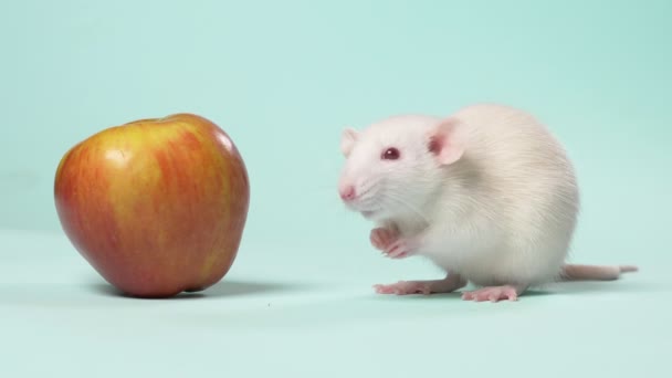 Weiße manuelle kleine Rattenwäsche sitzt vor einem Apfel auf blauem Hintergrund — Stockvideo