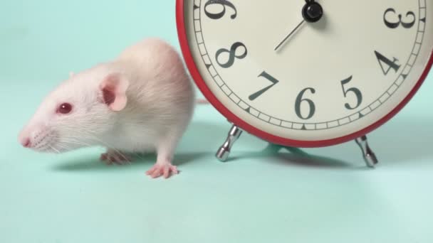 Un joli petit rat blanc à côté d'un réveil qui montre 11 : 55. cinq minutes avant la nouvelle année. fond bleu, espace de copie — Video