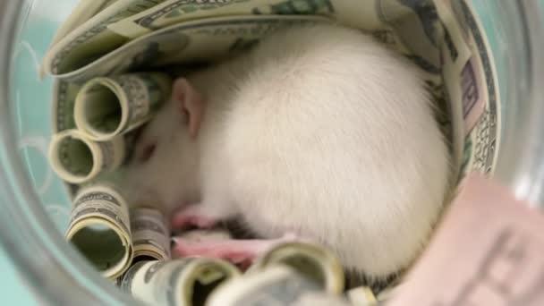 Pequeña rata blanca hizo un nido de dólares — Vídeo de stock