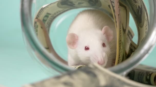 Petit rat blanc fait un nid de dollars — Video