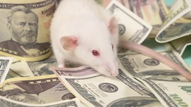 Kleine witte rat maakte een nest van dollars — Stockvideo