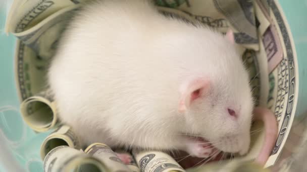 Pequeña rata blanca hizo un nido de dólares — Vídeos de Stock