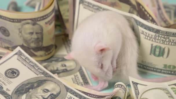 Kleine witte rat maakte een nest van dollars — Stockvideo