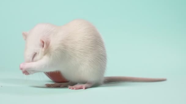 Белый ручной мыть крысы сидит перед яблоком на синем фоне — стоковое видео
