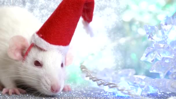 Un ratto bianco in Babbo Natale cappello su uno sfondo argento, accanto a una ghirlanda lampeggiante multicolore sotto forma di fiocchi di neve. primo piano. simbolo di 2020. copia spazio — Video Stock