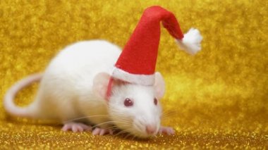 altın arka planda Santa Noel kap beyaz sıçan. Close. 2020 sembolü. kopyalama alanı