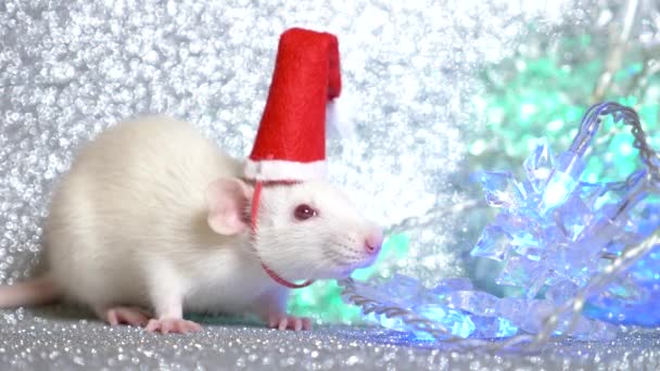 Biały szczur w Santas Christmas Cap na srebrnym tle, obok wielokolorowe migające wieniec w postaci płatków śniegu. Zbliżenie. symbolu z 2020. miejsce kopiowania — Wideo stockowe