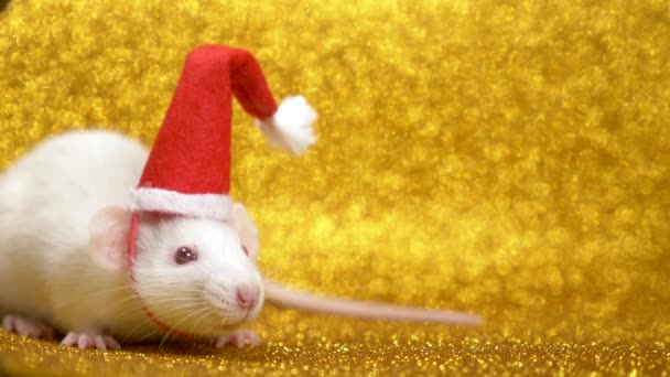 Weiße Ratte in Weihnachtsmütze auf goldenem Hintergrund. Nahaufnahme. Symbol für 2020. Kopierraum — Stockvideo