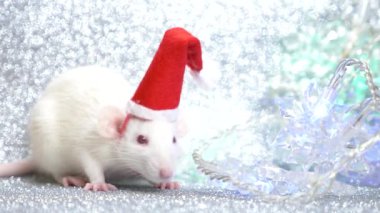 Gümüş bir arka plan üzerinde Santas Noel kap beyaz bir sıçan, kar taneleri şeklinde çok renkli yanıp sönen çelenk yanında. Close. 2020 sembolü. kopyalama alanı