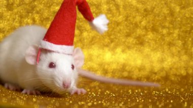 altın arka planda Santa Noel kap beyaz sıçan. Close. 2020 sembolü. kopyalama alanı