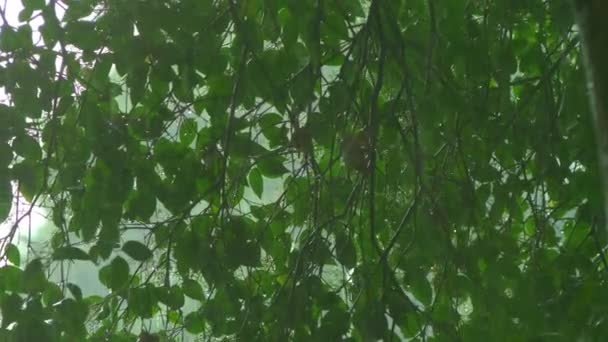 Détail d'un arbre un jour de pluie. Gros plan d'une averse sur un fond de feuillage d'arbres . — Video