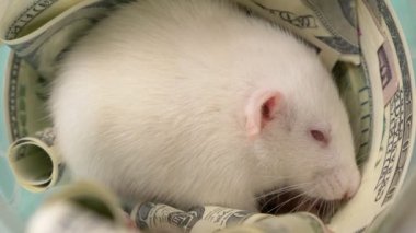 küçük beyaz sıçan dolar bir yuva yaptı