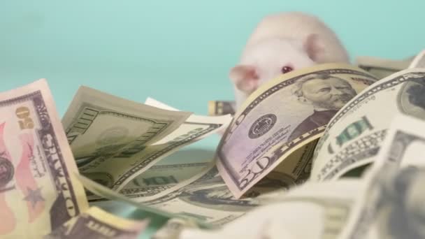 Petit rat blanc fait un nid de dollars — Video