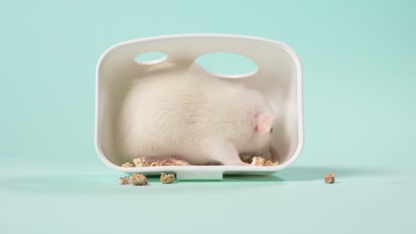 Domowego białego szczura w pięknym małym domu na niebieskim tle. Symbol zwierzęcia 2020, Kopiuj przestrzeń — Wideo stockowe