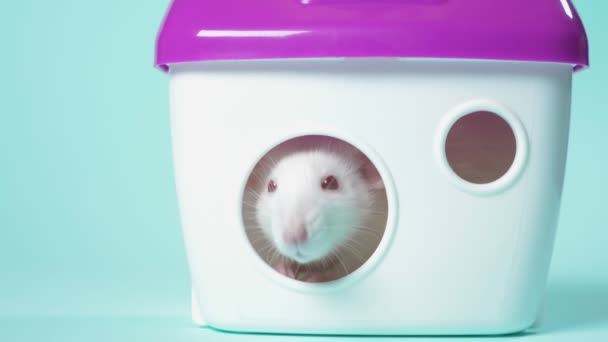 Inhemsk vit råtta i ett vackert litet hus på en blå bakgrund. Animal symbol för 2020, kopiera utrymme — Stockvideo