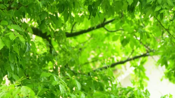 Détail d'un arbre un jour de pluie. Gros plan d'une averse sur un fond de feuillage d'arbres . — Video