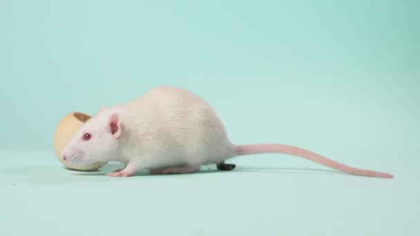 Small white laboratory rat, on a blue background — Stock Video