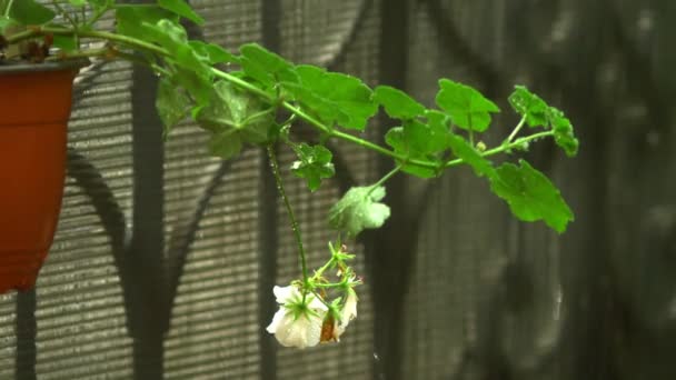 Close-up. regendruppels op heldere toppen van bloeiende Pelargonium. Geranium bloem in de regen. — Stockvideo