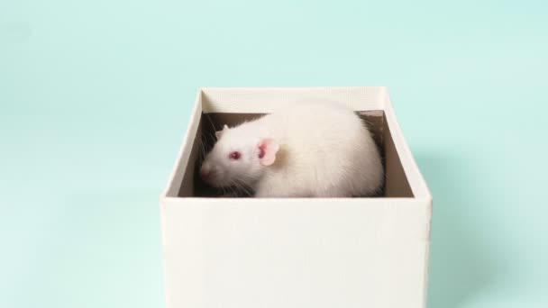Bonita rata blanca en una caja de regalo. sobre un fondo azul. Símbolo del año 2020, un regalo para el niño . — Vídeo de stock