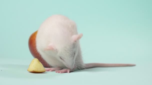 Weiße manuelle kleine Rattenwäsche sitzt vor einem Apfel auf blauem Hintergrund — Stockvideo