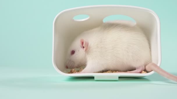 Binnenlandse witte rat in een prachtig klein huis op een blauwe achtergrond. dieren symbool van 2020, kopieer ruimte — Stockvideo