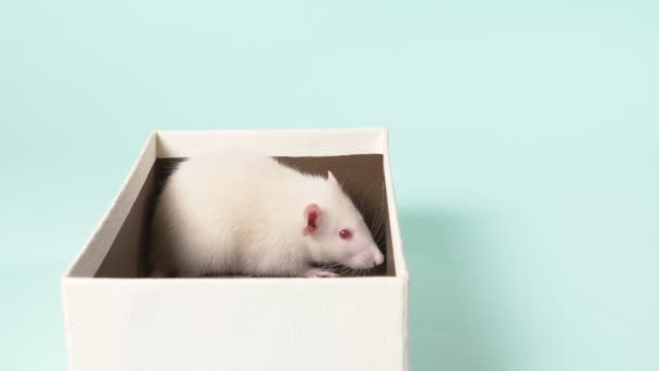 Cute Little White rat w pudełku prezent. na niebieskim tle. Symbol roku 2020, prezent dla dziecka. — Wideo stockowe