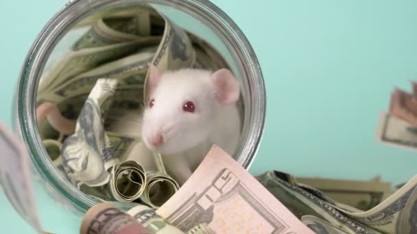 Pequeña rata blanca hizo un nido de dólares — Vídeo de stock