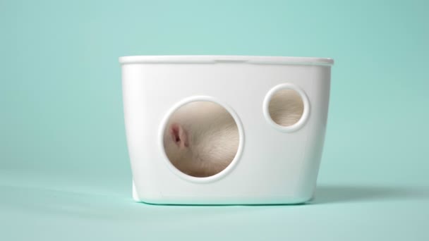 Ratto bianco domestico in una bella casetta su sfondo blu. simbolo animale del 2020, copiare spazio — Video Stock