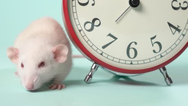 Un joli petit rat blanc à côté d'un réveil qui montre 11 : 55. cinq minutes avant la nouvelle année. fond bleu, espace de copie — Video