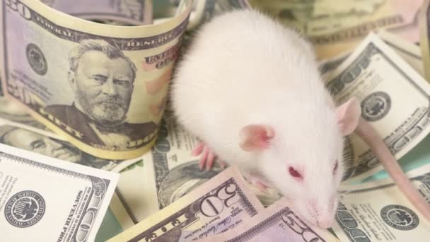 Kleine weiße Ratte machte ein Nest aus Dollars — Stockvideo