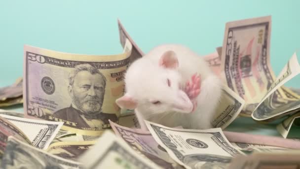 Pequeno rato branco fez um ninho de dólares — Vídeo de Stock