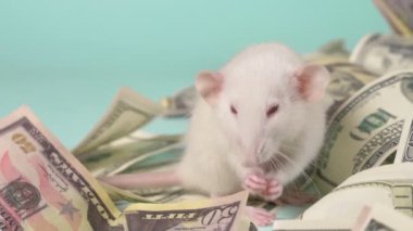 küçük beyaz sıçan dolar bir yuva yaptı