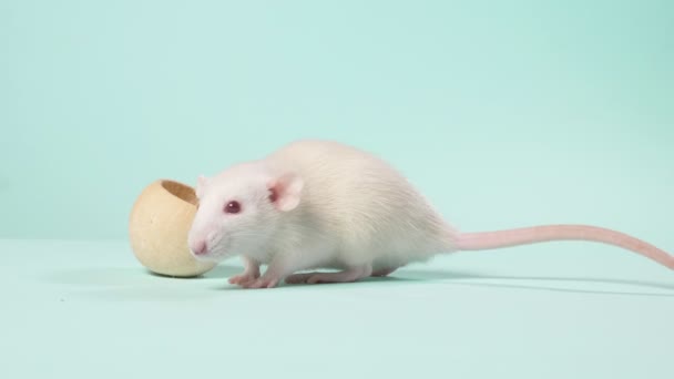 Pequeña rata blanca de laboratorio, sobre un fondo azul — Vídeos de Stock